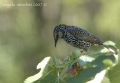 Sturnus vulgaris